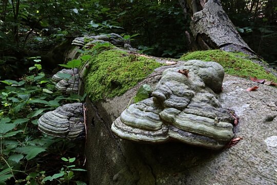 Groups of Tinder Fungus parasitic fungal pathogen, latin name Fomes Fomentarius, growing on dead fallen tree trunk covered with moss. 
