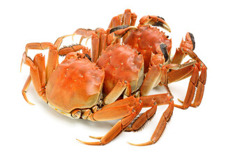 Cooked river crab isolated in white background