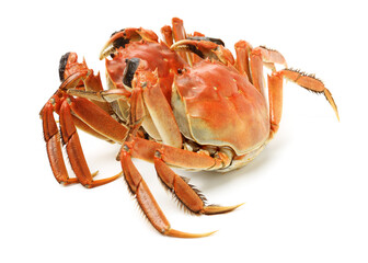 Cooked river crab isolated in white background
