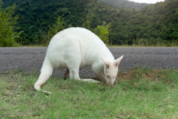Naklejka na ściany i meble White albino kangaroos graze on the roadside. And has a green mountain backdrop.