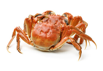 Cooked river crab isolated in white background