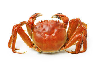 crab on white