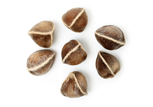 Organic Wingless Moringa (Moringa oleifera) seeds on white background