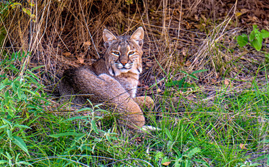 Bobcat 2
