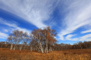 Birch forest under blue sky in huanggangliang Park of Keshiketeng World Geopark, Inner Mongolia