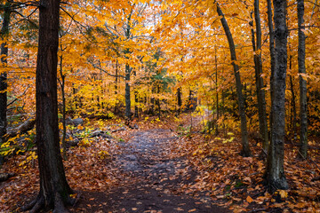 Autumn yellow leaves in the forest at Tahquamenon Falls State Park in Michigan. Fall colors