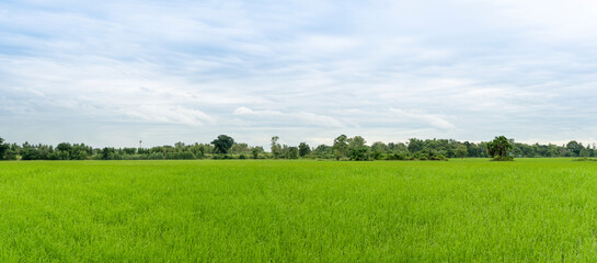 Green grass with tree and blue sky