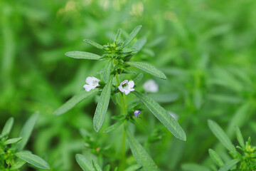 Delicate white flowers blooming on a Summer Savory herb