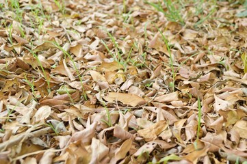 dry leaves on the ground