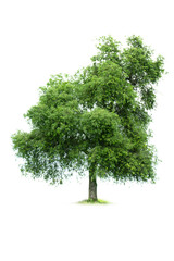 Fototapeta na wymiar Tree isolated on a white background suitable for use in architectural design.