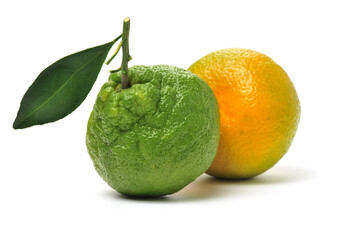 tangerine on a white background 