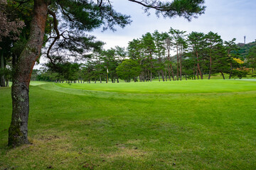 Obraz premium Golf Course with beautiful green field. Golf course with a rich green turf beautiful scenery.