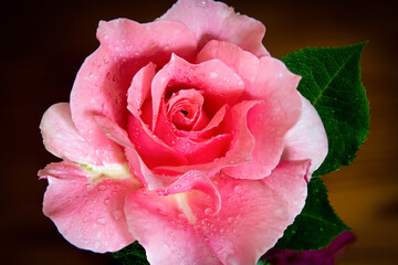 Pink Rose All In Focus