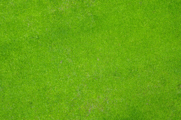 Fototapeta na wymiar green grass texture and background