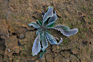 Frosty weeds in the fields
