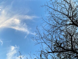 青空と裸の枝