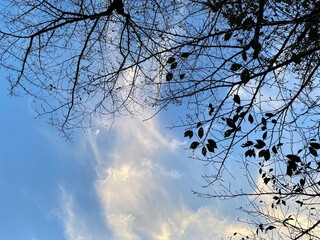 落葉した枝葉のシルエット