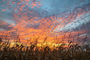 Near harvest time, cornstalks in an Indiana farm cornfield are silhouetted by a dramatic and colorful cloudy sunset sky. - 389311029