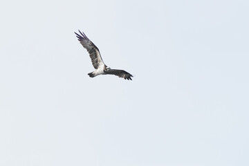 Fototapeta na wymiar osprey is flying on a cast sky