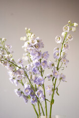 close up of lilac buds. Beautiful blue and lilac delphinium flower in vase on white background. Nature concept