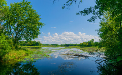Fototapeta na wymiar Beautiful sunny summer landscape at lake with blue sky ,white clouds, green trees and sky reflection 
