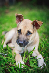 Cute puppy, 3 month-old Asian puppy running around the house.