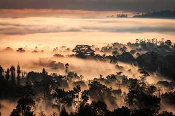 Forest of Fog in the morning in Kintamani, Bali , Indonesia