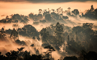 Forest full of Fog in the morning in Kintamani, Bali , Indonesia