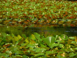 Some plants on the water
