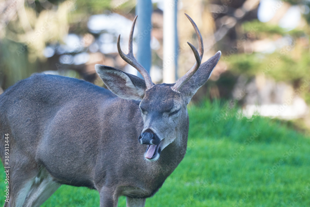 Wall mural Male Mule Deer in a meadow