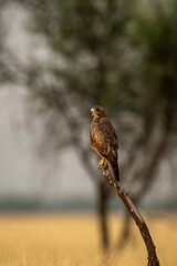 White eyed buzzard or Butastur teesa perched on a dead branch in open grassland at tal chhapar blackbuck sanctuary churu rajasthan india
