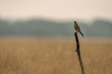 Common kestrel or european kestrel or Falco tinnunculus perched on branch during winter migration at tal chhapar sanctuary churu rajasthan india