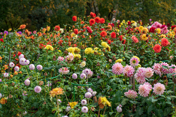 dahlias in the fall garden © Maksim Shebeko
