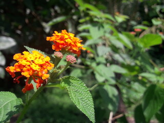 small garden flowers that look like a miniature wedding bouquet. the flowers are orange and yellow