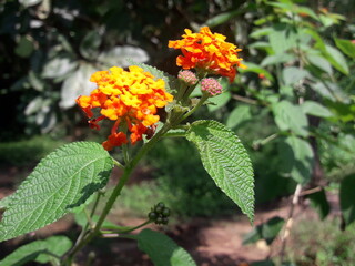 small garden flowers that look like a miniature wedding bouquet. the flowers are orange and yellow