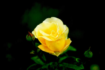 Art photo rose petals isolated on the natural blurred background. Rose flower Closeup. For design, texture, background. Nature.