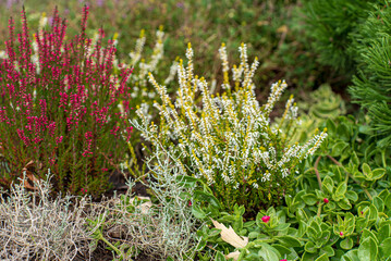 heather plants in the garden