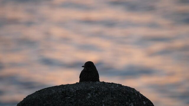 Okinawa,Japan-October 25, 2020: A Blue Rock Thrush in silhouette on a rock at the sunset
