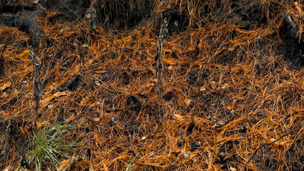 Fallen needles from trees in the forest, texture