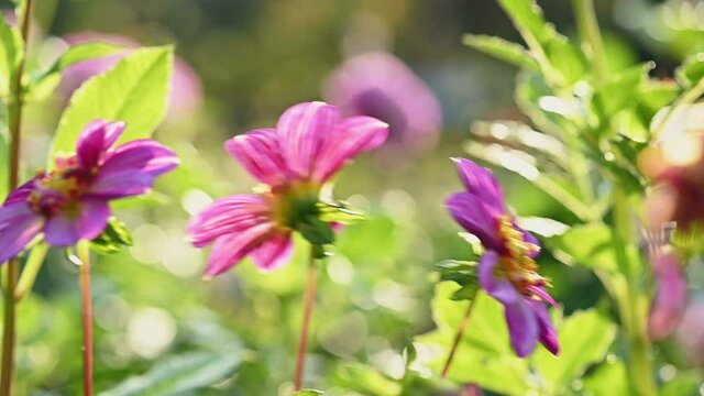 Pink and purple dahlia flowers
