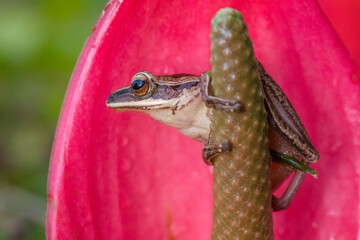 four lined tree frog
