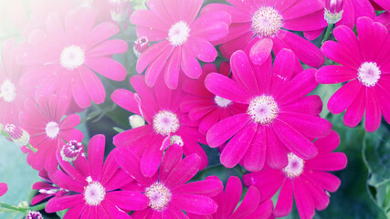 Cineraria flowers