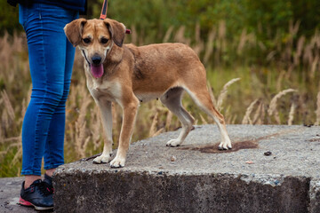 stray dog on a leash