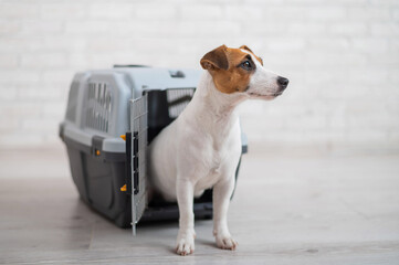 Dog jack russell terrier inside a travel carrier box for animals