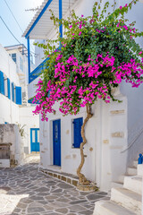 Traditional Cycladitic alley with narrow street, whitewashed houses and a blooming bougainvillea flowers in parikia, Paros island, Greece.