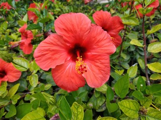 red hibiscus flower 2
