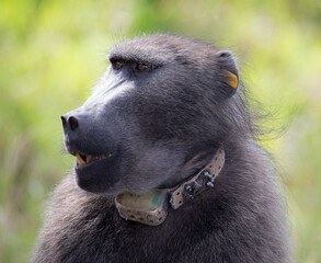 Cachon Baboons on the Cape Peninsular in Cape Town, South Africa. 