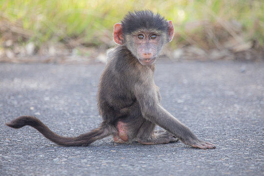 Cachon Baboons on the Cape Peninsular in Cape Town, South Africa. 