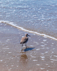 Seagull fishing in the beach