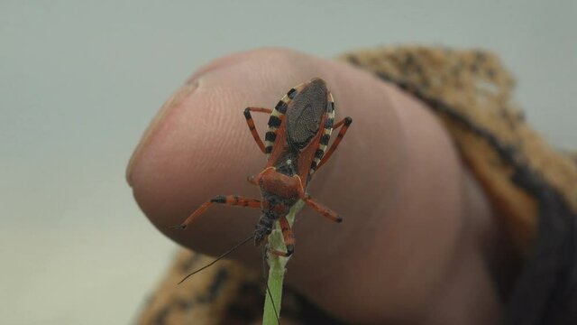 Human finger touches the bee assassin (Apiomerus crassipes) is an insect that feeds on bees and ants. Bee assassins can fly, and attack by bees, flies, and other pollinating insects. Macro kissing bug